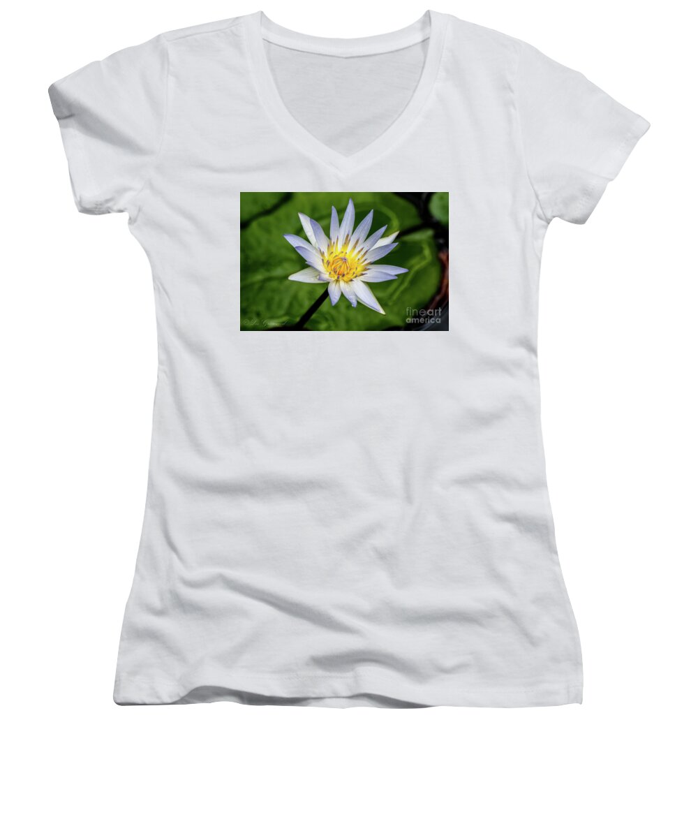 White Women's V-Neck featuring the photograph Lily by Les Greenwood