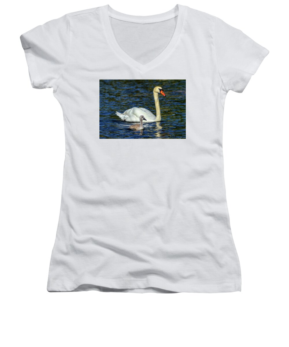 Swan Women's V-Neck featuring the photograph Mute swan, cygnus olor, mother and baby by Elenarts - Elena Duvernay photo
