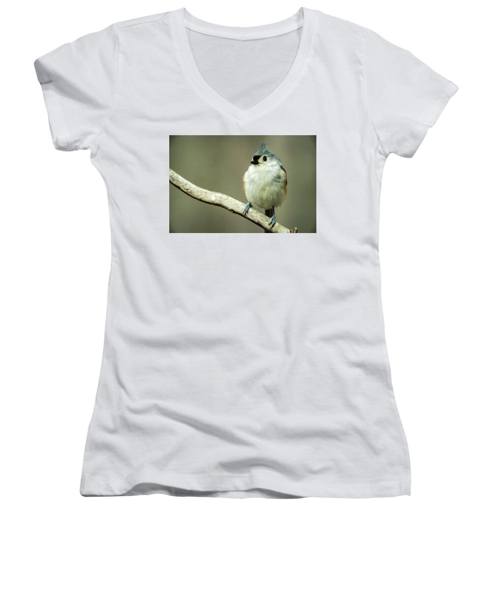Titmouse Women's V-Neck featuring the photograph Titmouse Thinking about Weighty Matters by Douglas Barnett