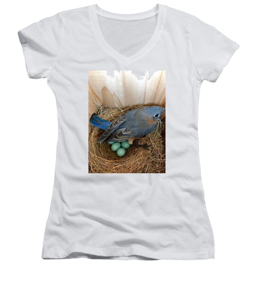 Bluebird Women's V-Neck featuring the photograph Protected by Jackson Pearson