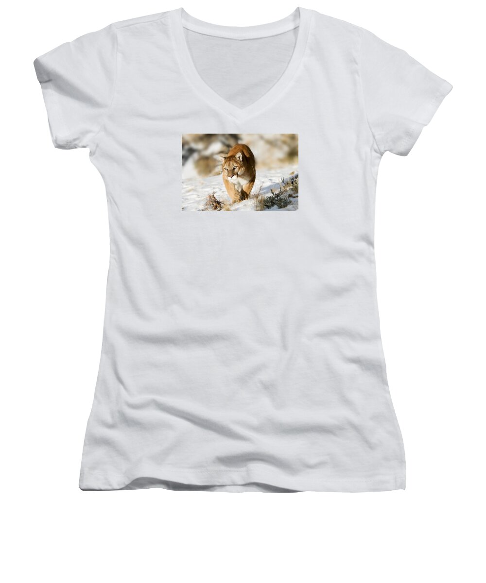 Mountain Lion Women's V-Neck featuring the photograph Prowling Mountain Lion by Scott Read