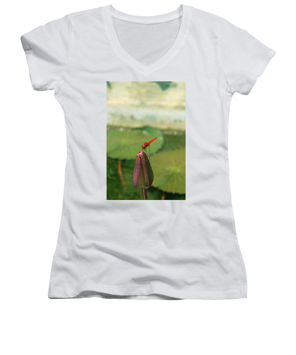 Dragonfly Women's V-Neck featuring the photograph Red Dragonfly at Lady Buddha by Samantha Delory