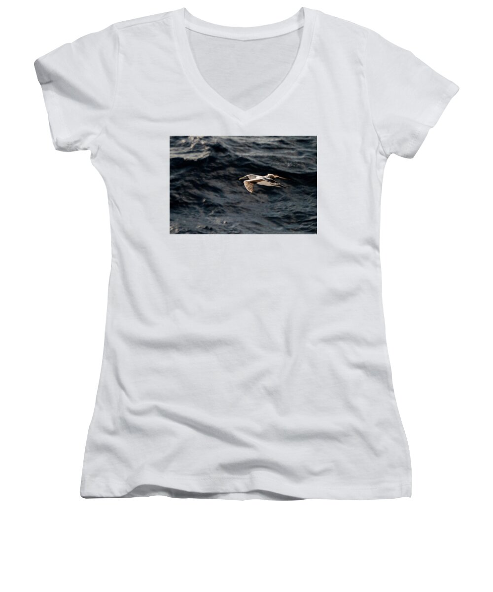 Booby Bird Women's V-Neck featuring the photograph RED-FOOTED BOOBY, Sula sula, Caribbean Sea, 2015 by Wayne Higgs