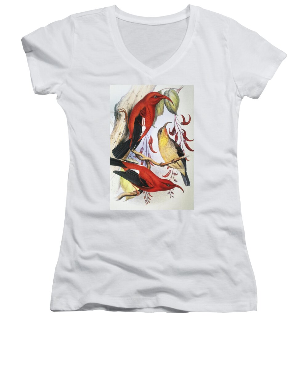 1893 Women's V-Neck featuring the painting Red Hawaiian Honeycreeper by Hawaiian Legacy Archive - Printscapes
