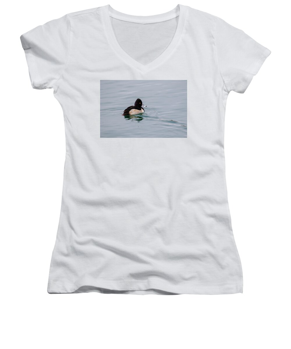 Gary Hall Women's V-Neck featuring the photograph Ring Necked Duck 2 by Gary Hall