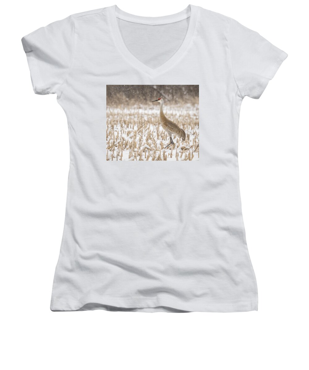 Sandhill Crane Women's V-Neck featuring the photograph Sandhill Crane 2016-3 by Thomas Young