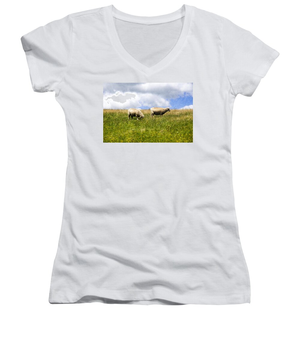 Sheep Women's V-Neck featuring the photograph Sheep in New Zealand by Kathryn McBride
