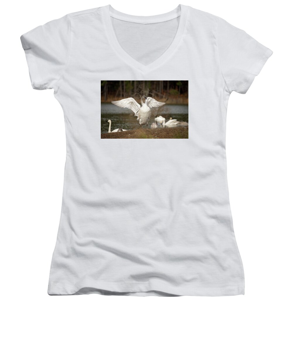 Trumpeter Swan Women's V-Neck featuring the photograph Stretch Your Wings by Eilish Palmer