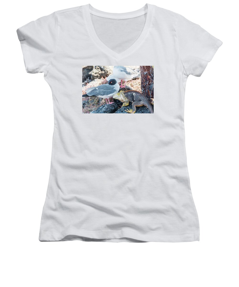 Sea Bird Women's V-Neck featuring the photograph Swallow tailed gull and iguana on Galapagos Islands by Marek Poplawski