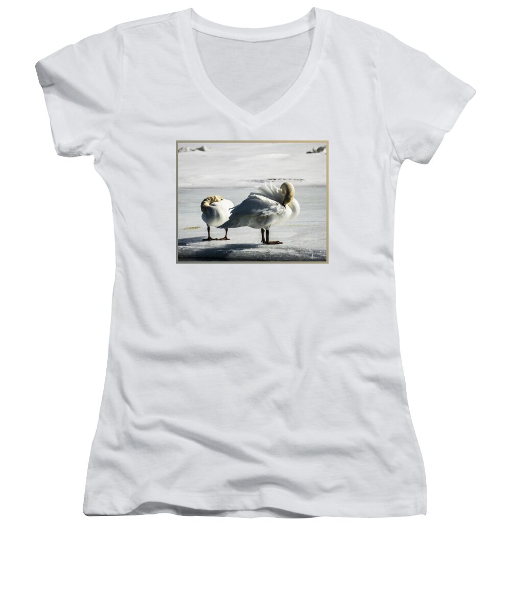 Swans Women's V-Neck featuring the photograph Swans On Ice by Suanne Forster