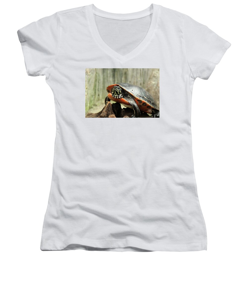Turtle Women's V-Neck featuring the photograph Turtle Neck by David Stasiak