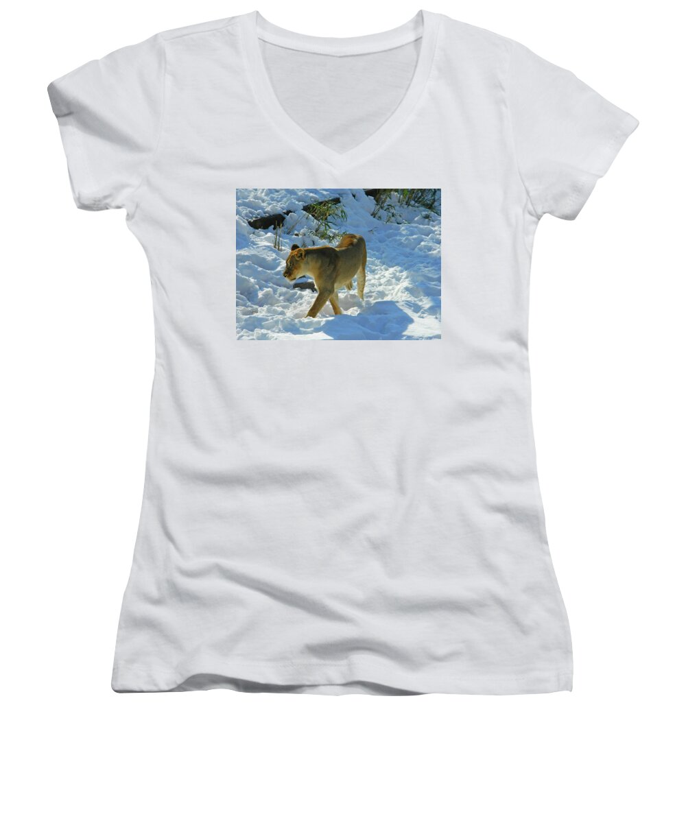 Panthera Leo Women's V-Neck featuring the photograph Walking On The Wild Side by Emmy Marie Vickers