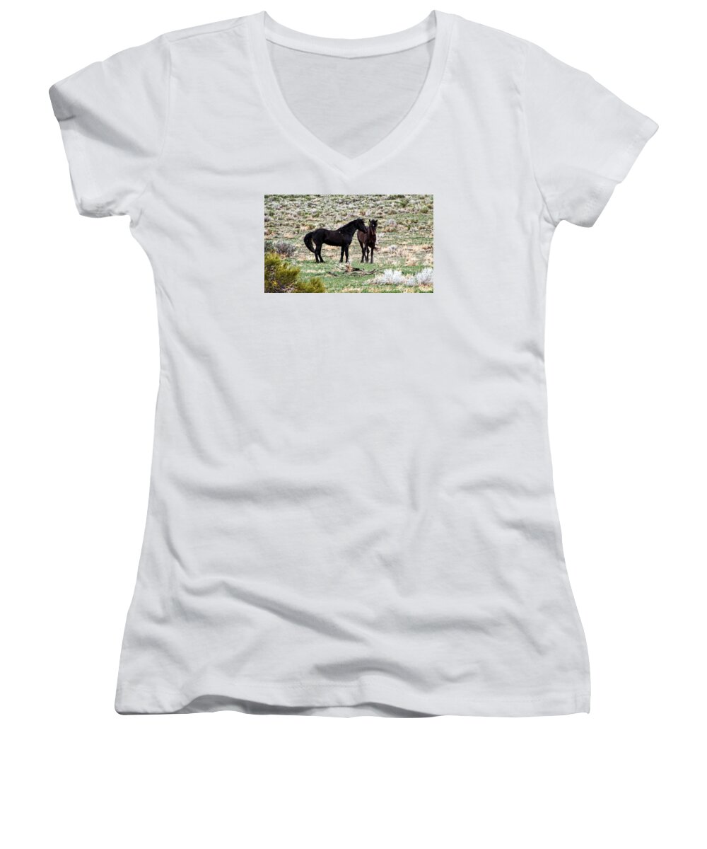 Horses Women's V-Neck featuring the photograph Wild Mustang Stallions by Waterdancer