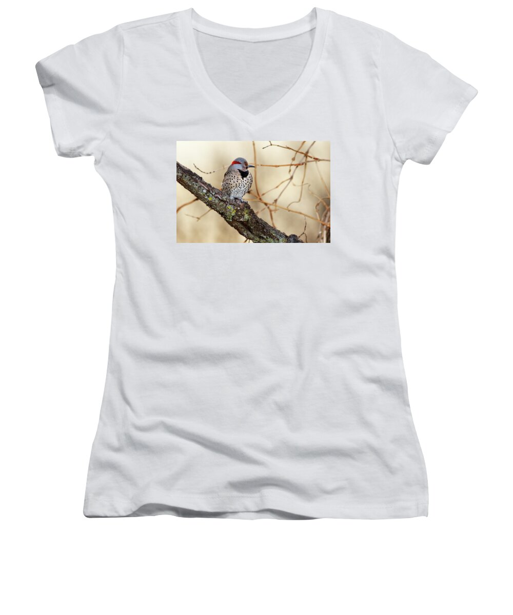Northern Flicker Women's V-Neck featuring the photograph Yellow-shafted Northern Flicker by Betty LaRue