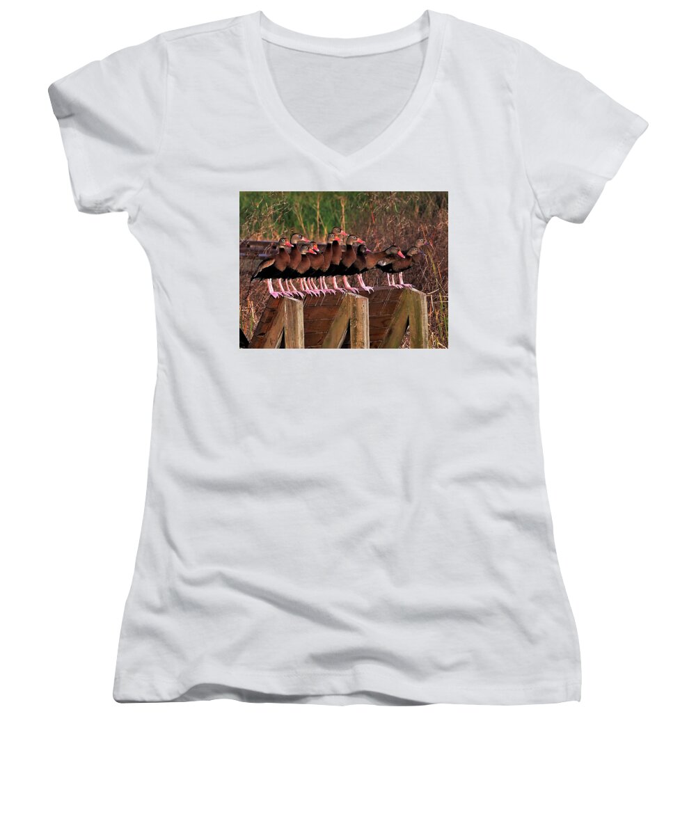 Ducks Women's V-Neck featuring the photograph Black Bellied Whistling Ducks by Jerry Connally