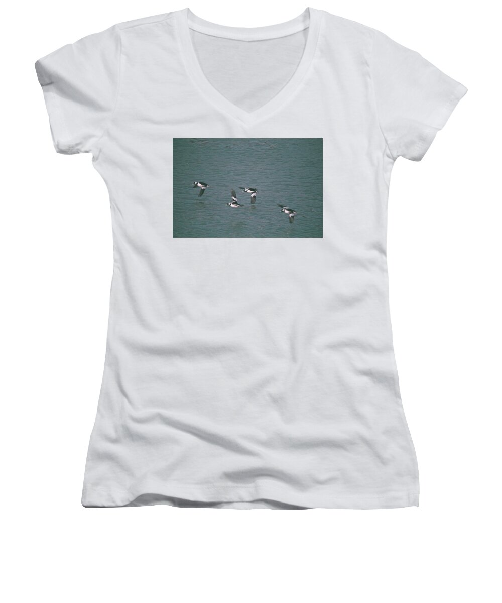 Nature Women's V-Neck featuring the photograph Flying in Formation- Buffleheads Bucephala albeola by David Porteus