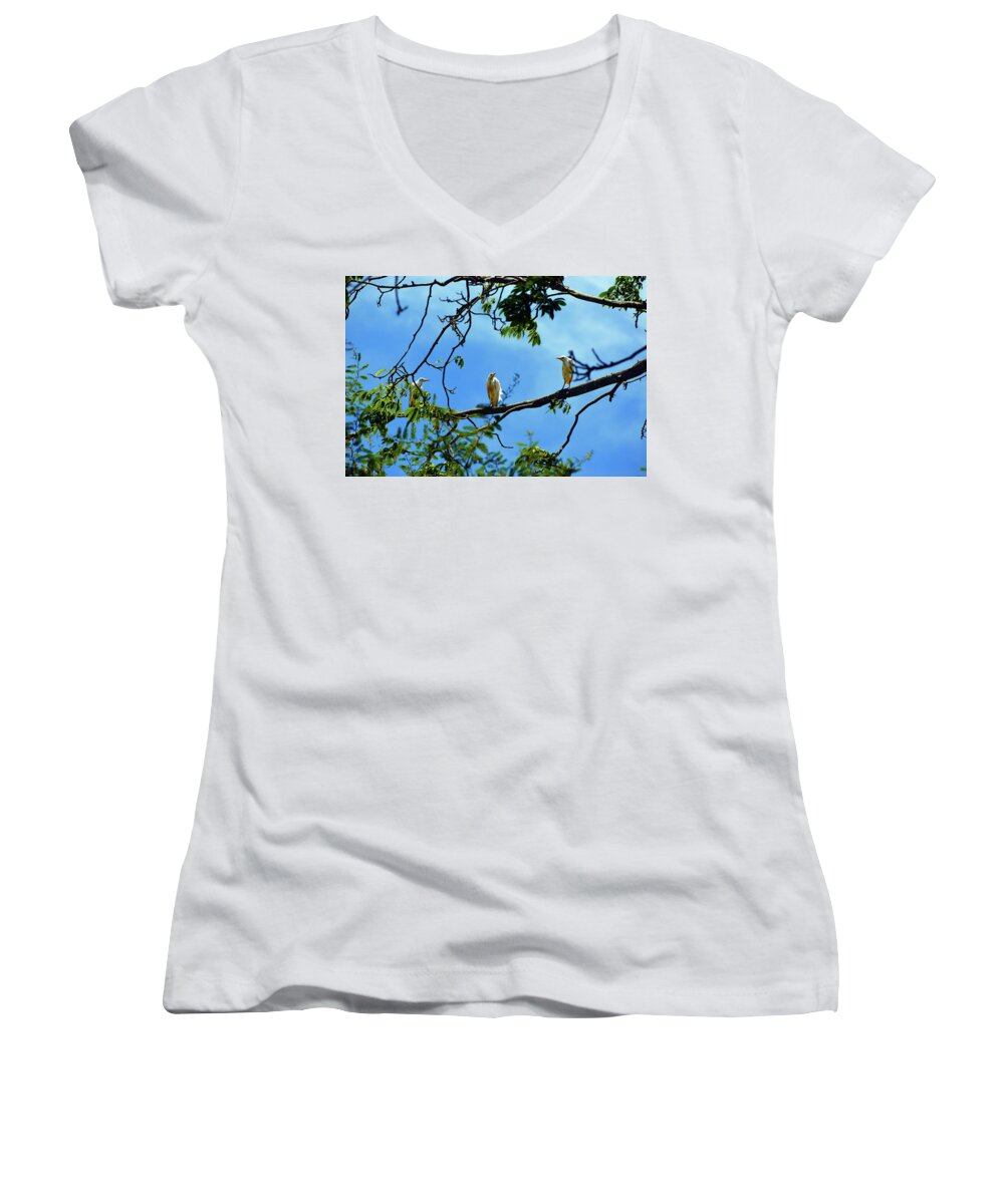 Bubulcus Ibis Women's V-Neck featuring the photograph Ibis Perch by Climate Change VI - Sales