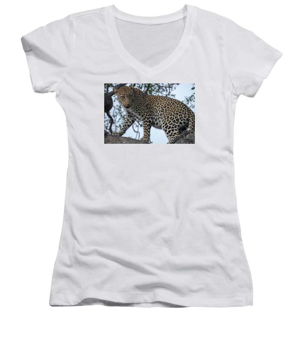 Leopard Women's V-Neck featuring the photograph Leopard Anticipation by Mark Hunter