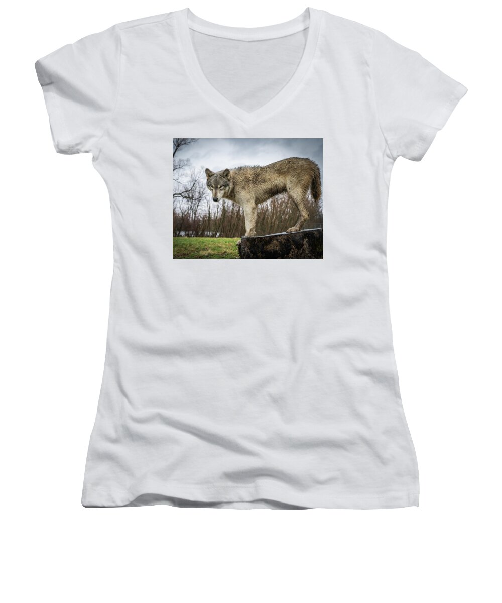 Wolves Wolf Women's V-Neck featuring the photograph On a Slant by Laura Hedien