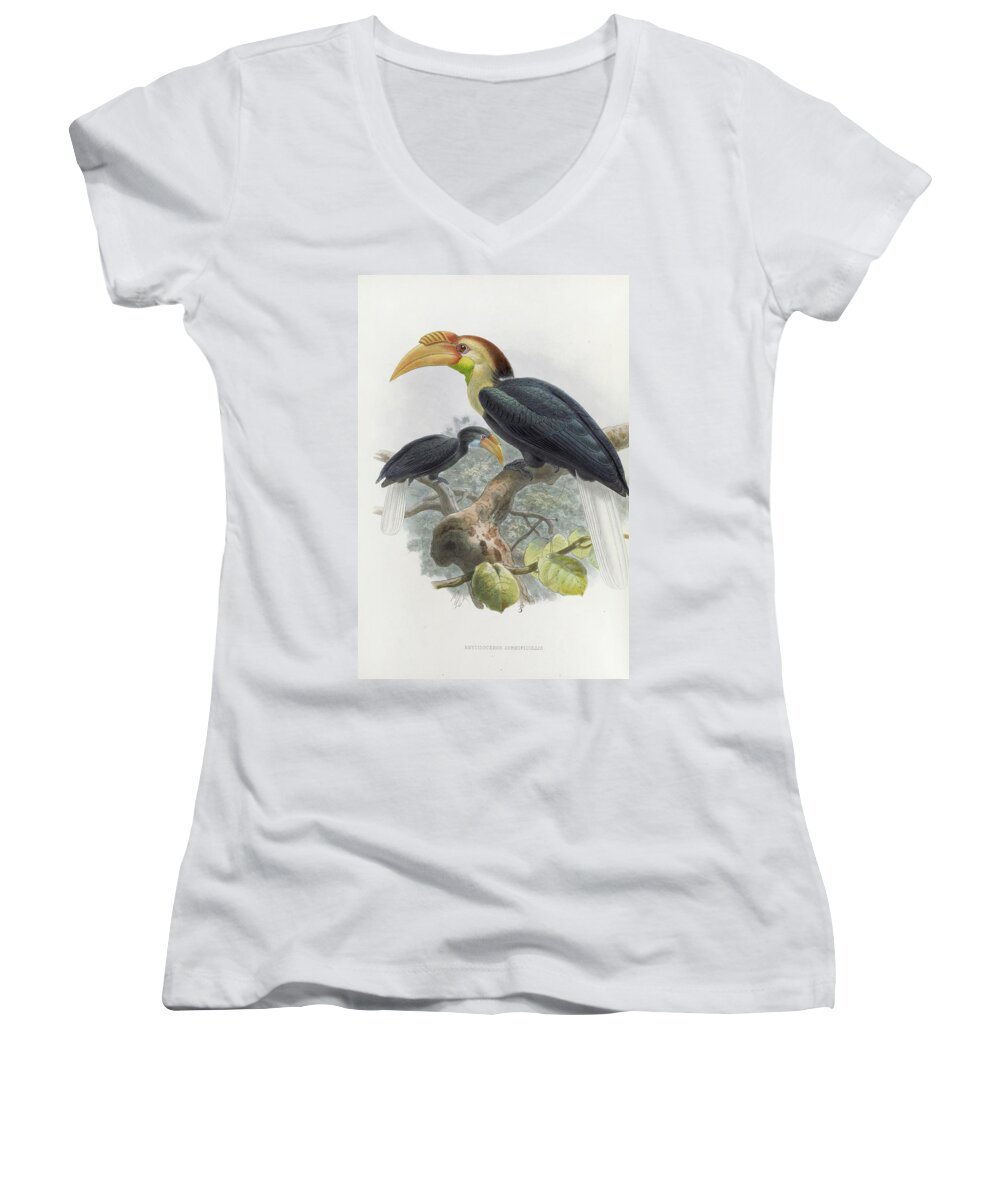 Birds Women's V-Neck featuring the painting Rhytidoceros Subruficollis by Daniel Giraud Elliot