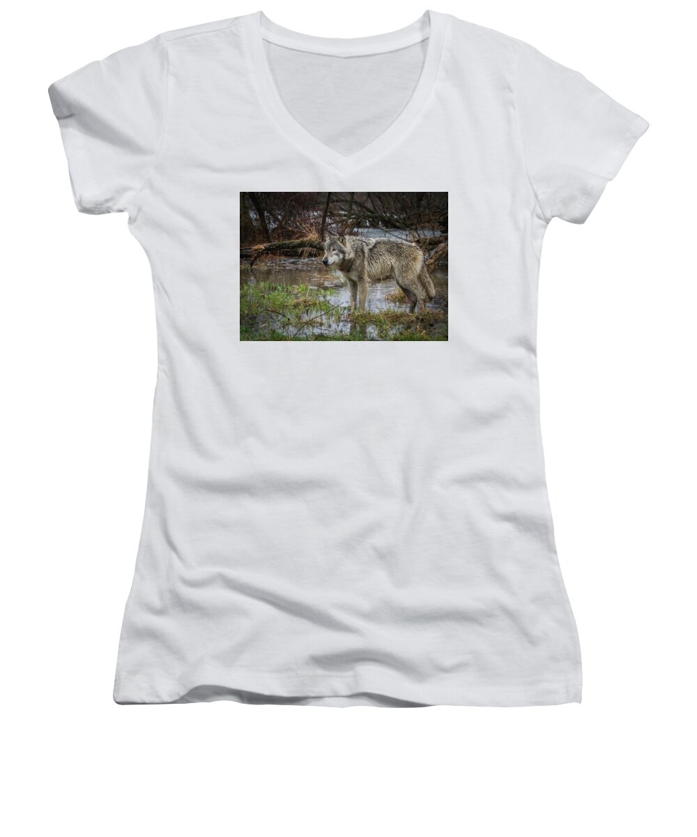 Wolf Wolves Women's V-Neck featuring the photograph Wet Feet by Laura Hedien