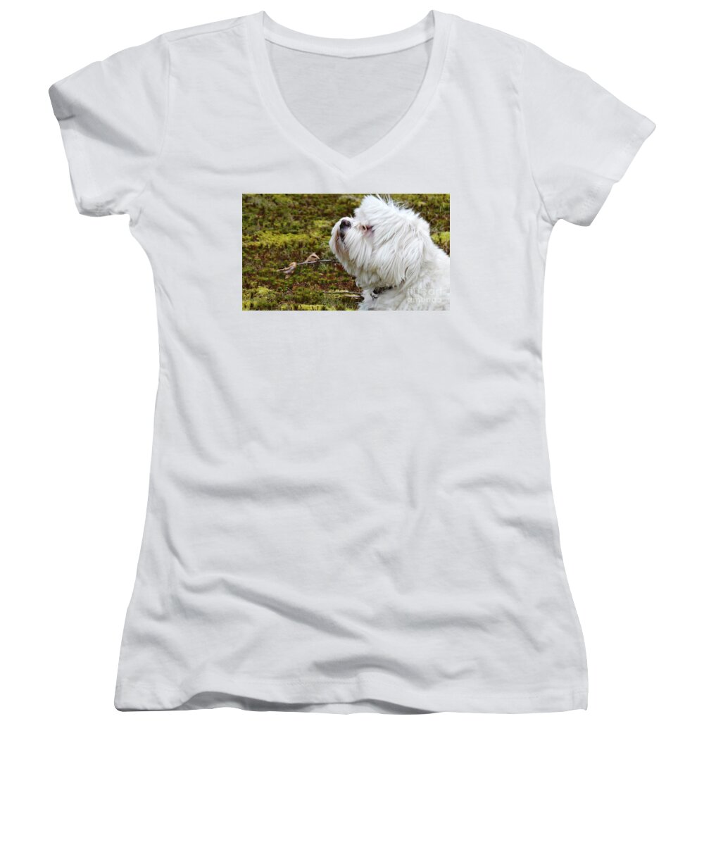 Havanese Women's V-Neck featuring the photograph Charming Havanese Dog in Autumn by Charlie Cliques