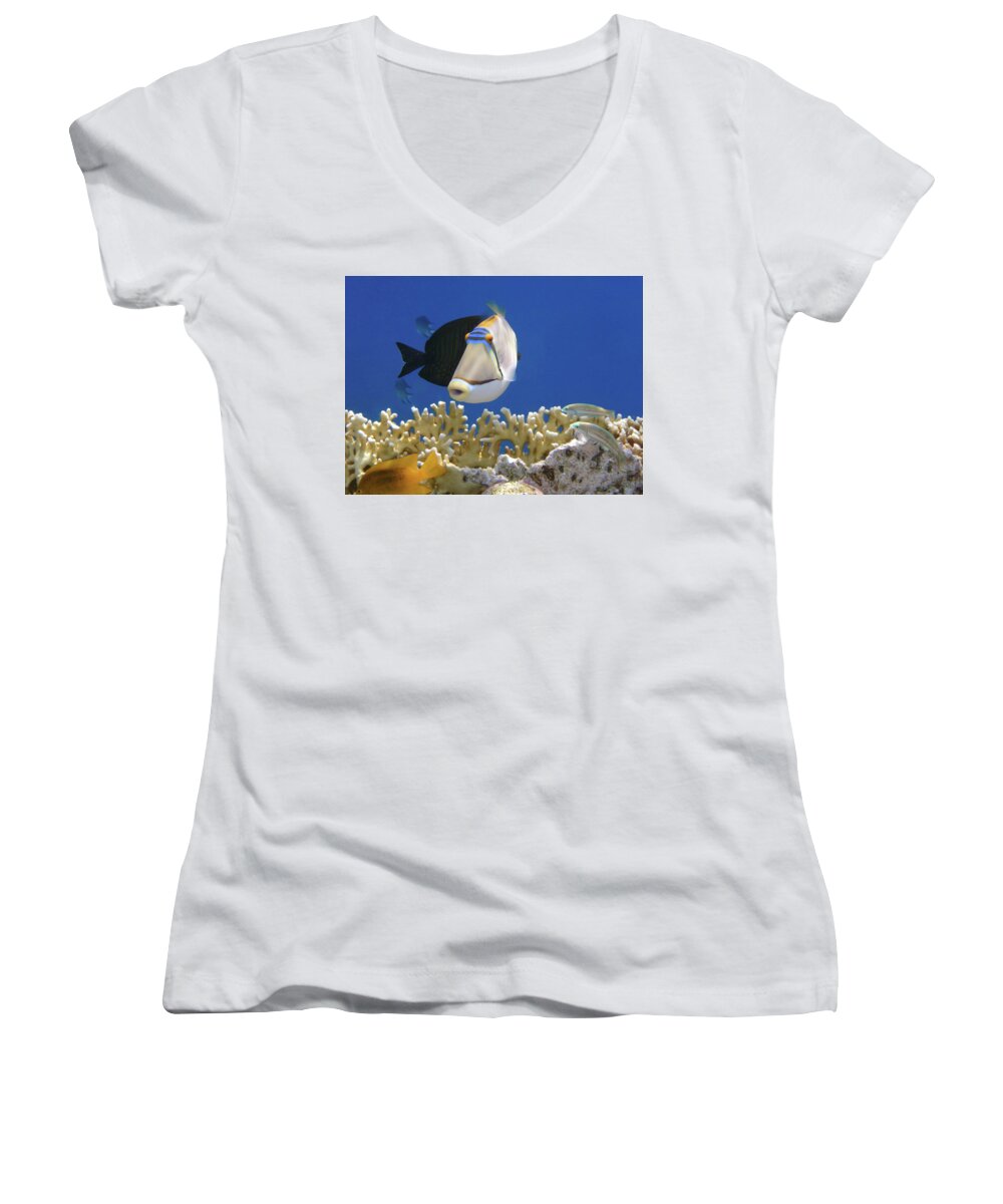 Fish Women's V-Neck featuring the photograph Picasso fish and Klunzingerwrasse by Johanna Hurmerinta