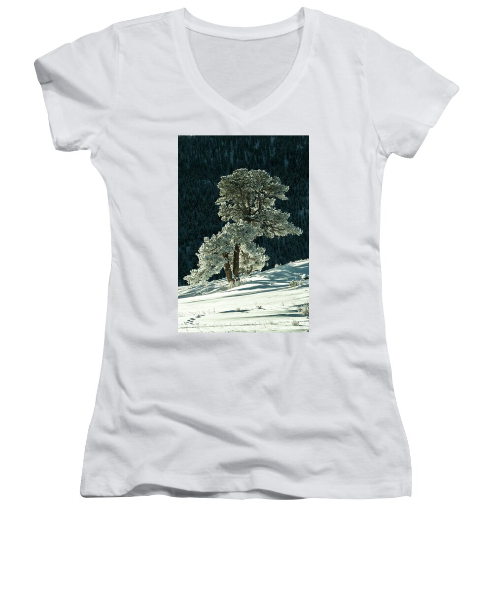 Colorado Women's V-Neck featuring the photograph Snow covered tree - 9182 by Jerry Owens
