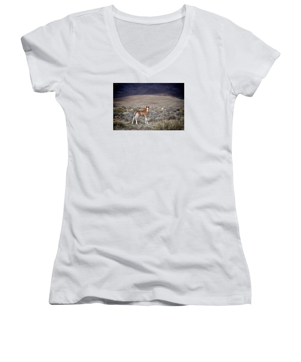 Horse Women's V-Neck featuring the photograph Wild baby foal with white blaze by Waterdancer