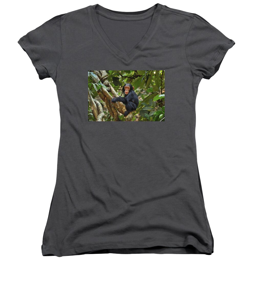 Thomas Marent Women's V-Neck featuring the photograph Chimpanzee Baby On Liana Gombe Stream #1 by Thomas Marent