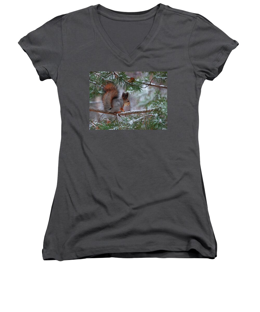 Eurasian Red Squirrel Women's V-Neck featuring the photograph Eurasian red squirrel #1 by Jouko Lehto