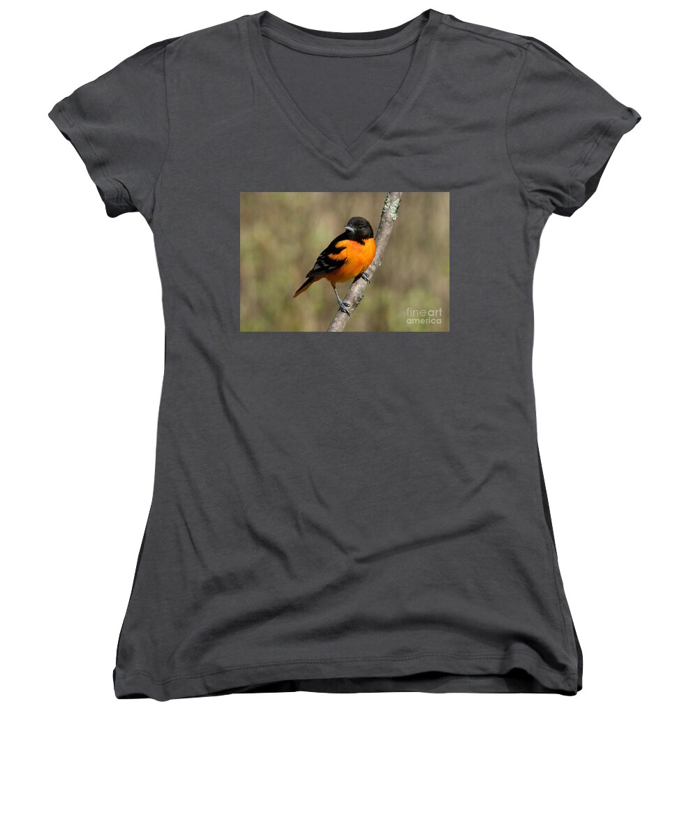 Icterus Galbula Women's V-Neck featuring the photograph Male Baltimore Oriole #1 by Linda Freshwaters Arndt
