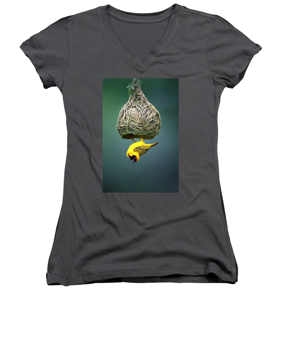 Africa Women's V-Neck featuring the photograph Masked weaver at nest #3 by Johan Swanepoel