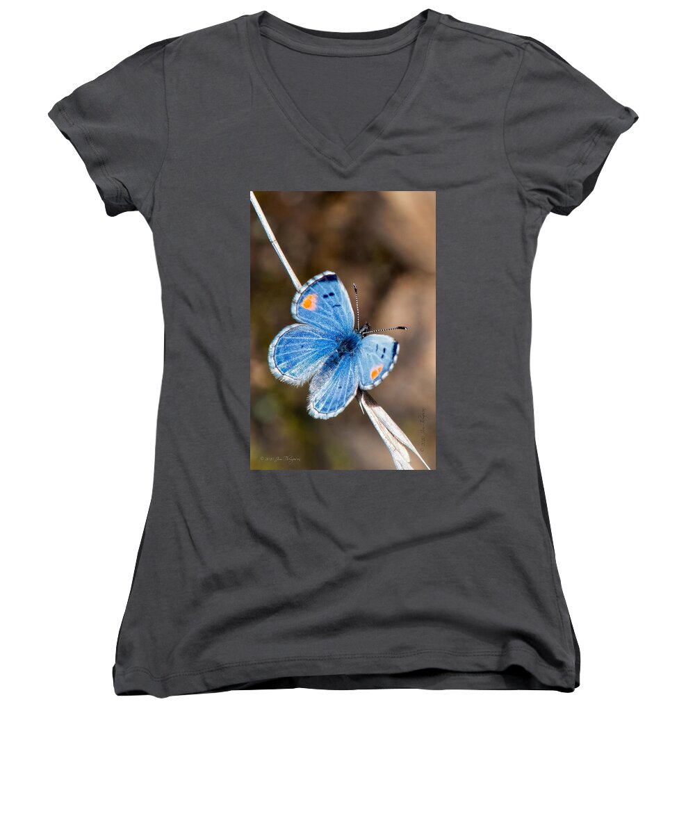 Insects Women's V-Neck featuring the photograph Sonoran Blue #1 by Jim Thompson