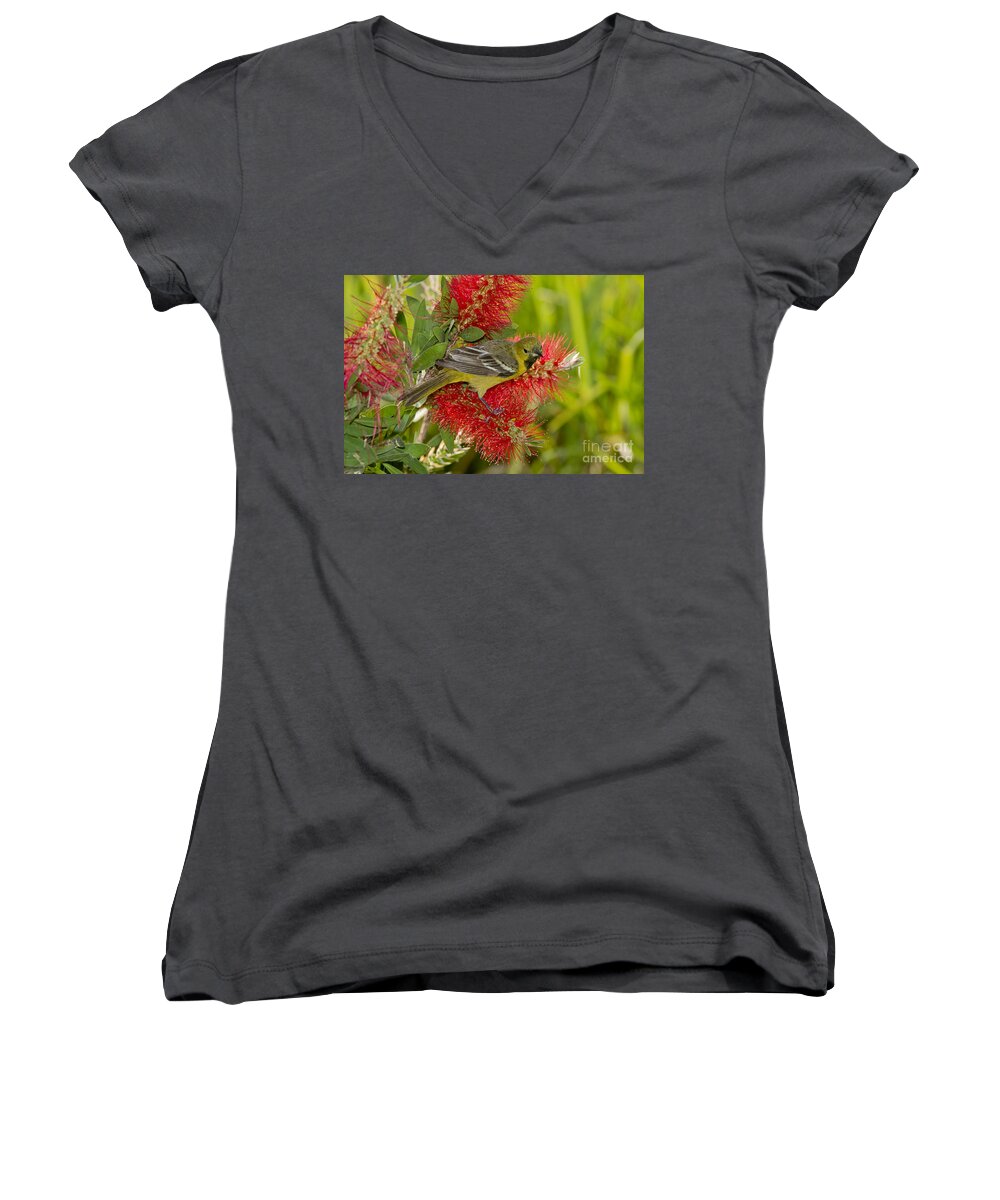 Orchard Oriole Women's V-Neck featuring the photograph Young Orchard Oriole #1 by Anthony Mercieca