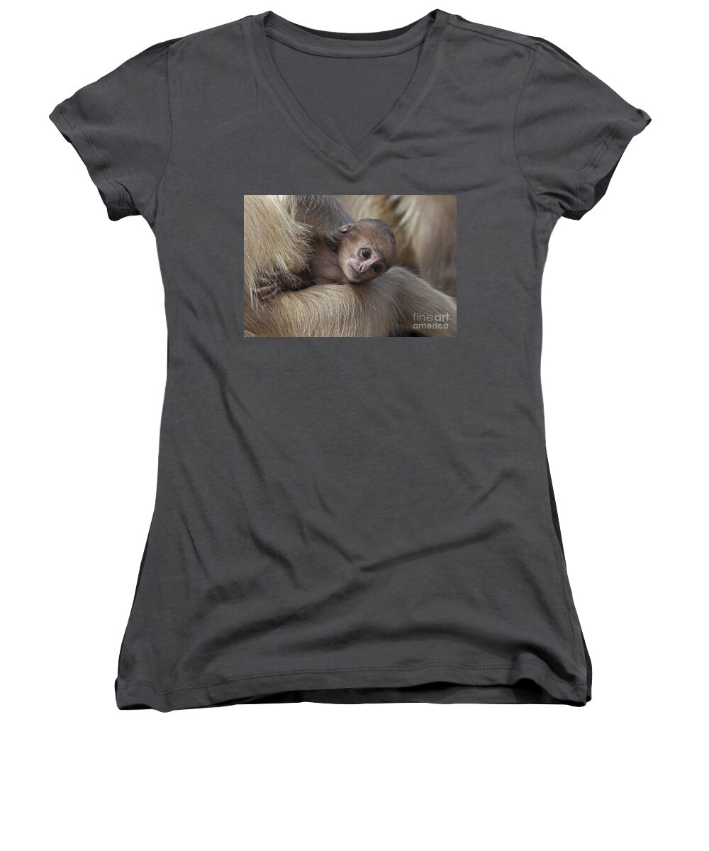 Gray Langur Women's V-Neck featuring the photograph 120820p269 by Arterra Picture Library