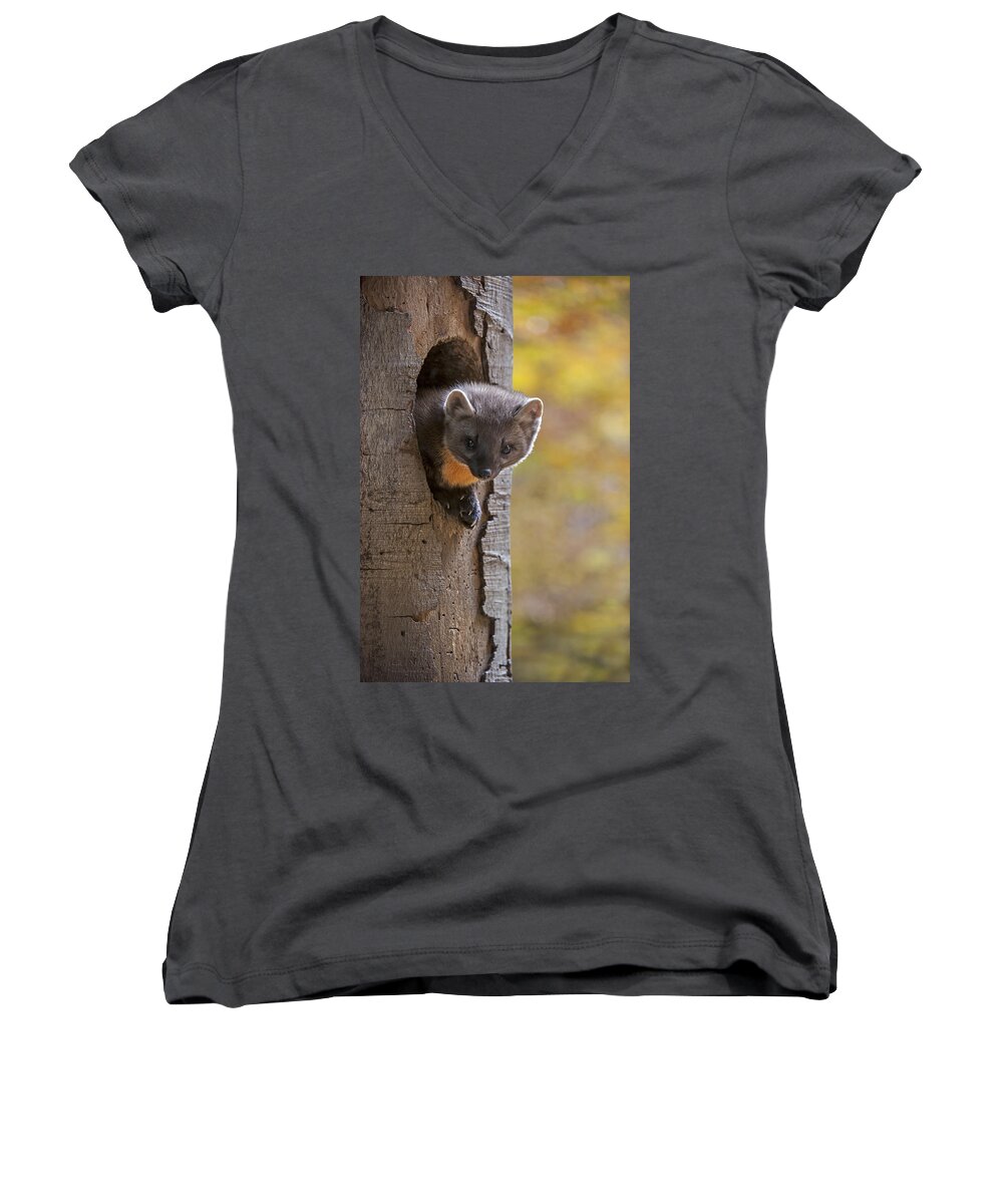 European Pine Marten Women's V-Neck featuring the photograph 131114p020 by Arterra Picture Library