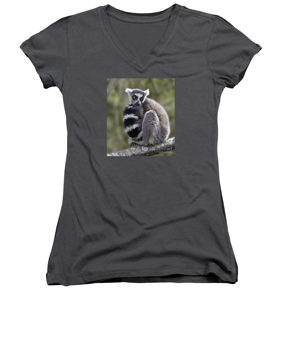 Ring-tailed Lemur Women's V-Neck featuring the photograph Ring-tailed Lemur #1 by Liz Leyden