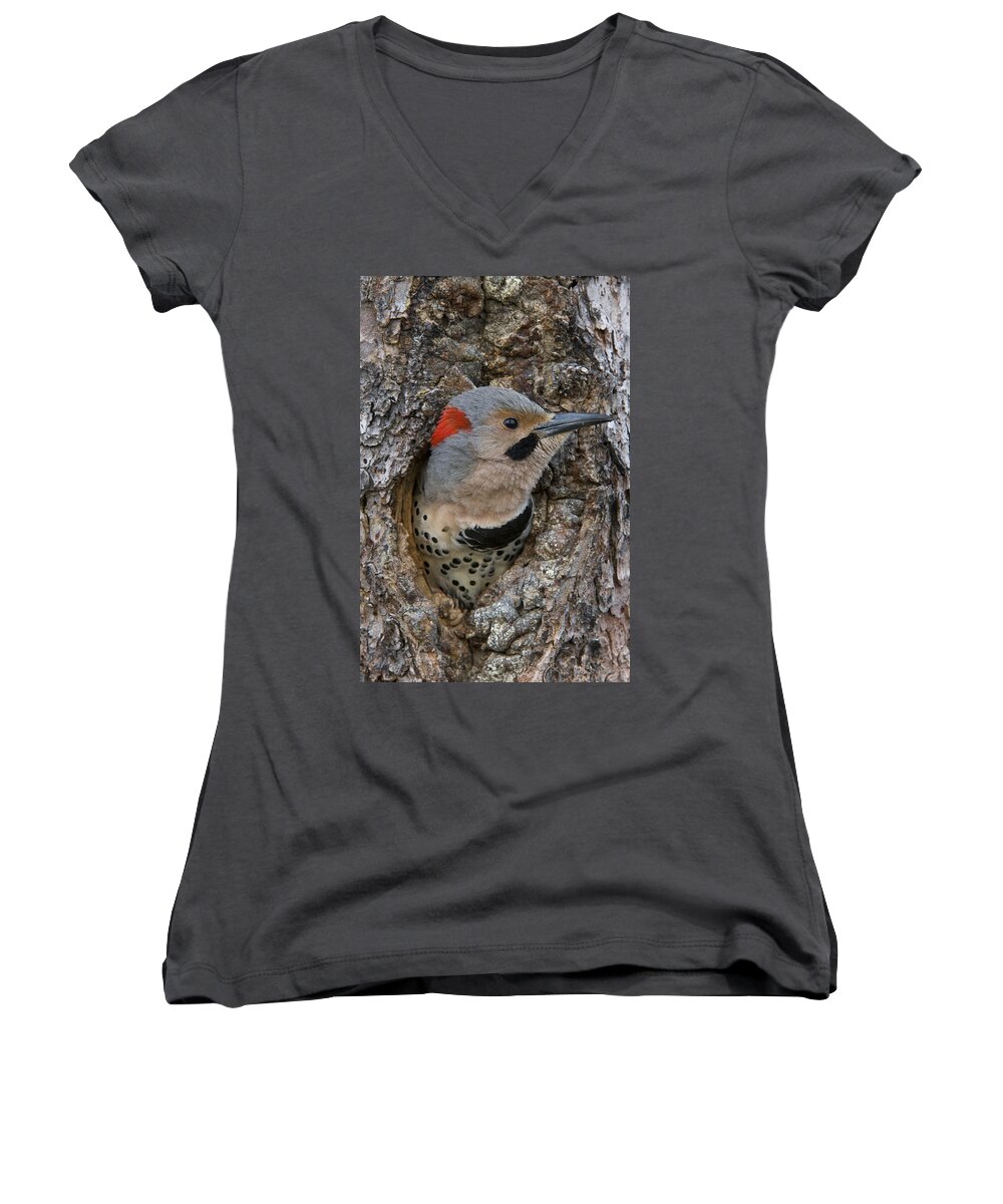 Michael Quinton Women's V-Neck featuring the photograph Northern Flicker In Nest Cavity Alaska #4 by Michael Quinton