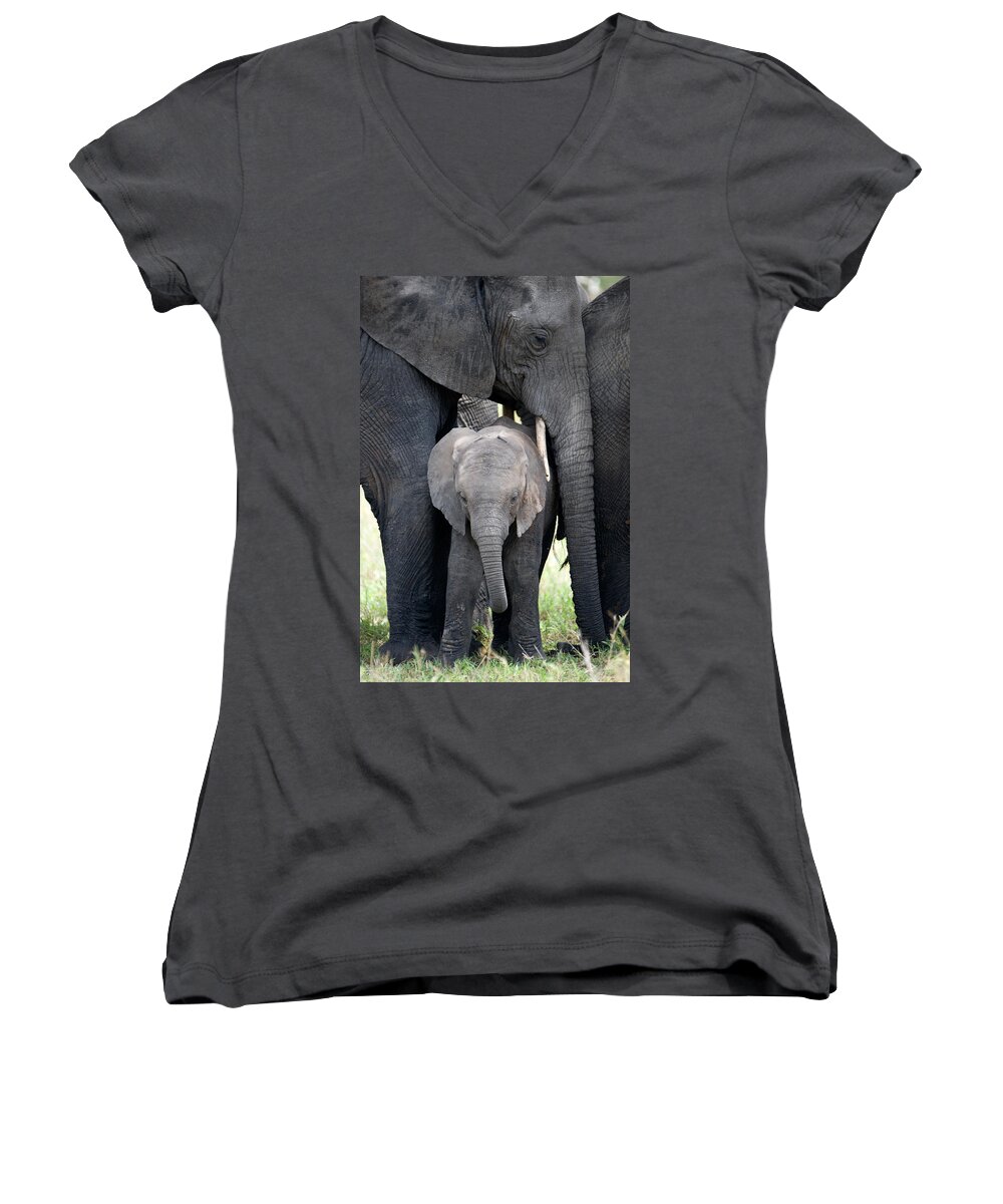 Photography Women's V-Neck featuring the photograph African Elephant Loxodonta Africana #7 by Panoramic Images