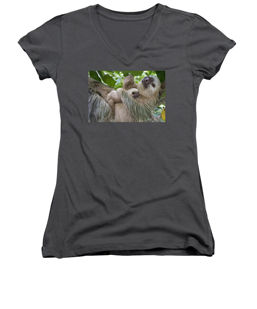 Suzi Eszterhas Women's V-Neck featuring the photograph Hoffmanns Two-toed Sloth And Old Baby #7 by Suzi Eszterhas