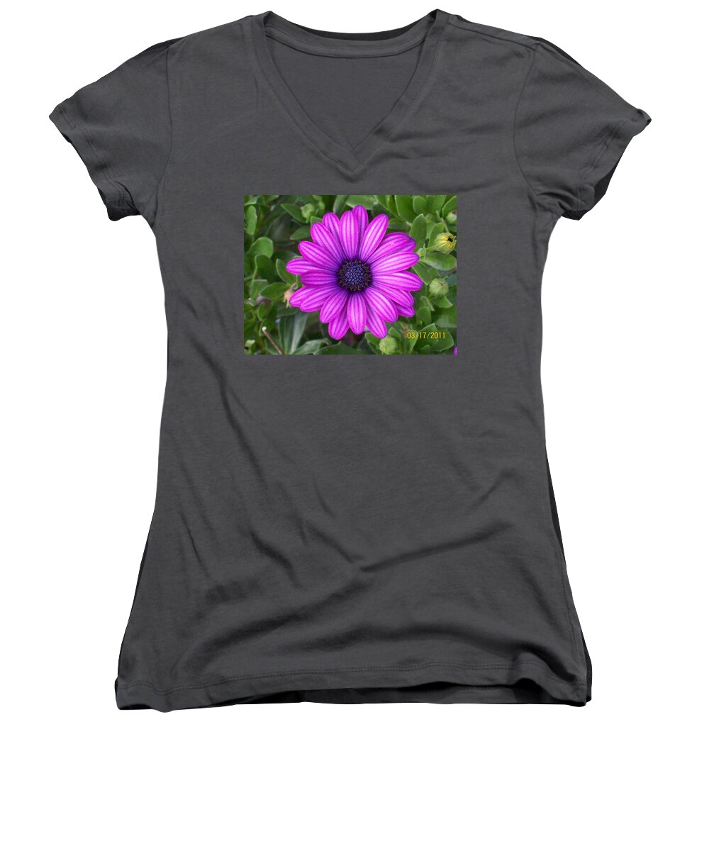 This Purple Beauty Is An African Daisy. It Seems To Glow. Women's V-Neck featuring the photograph African Beauty by Belinda Lee