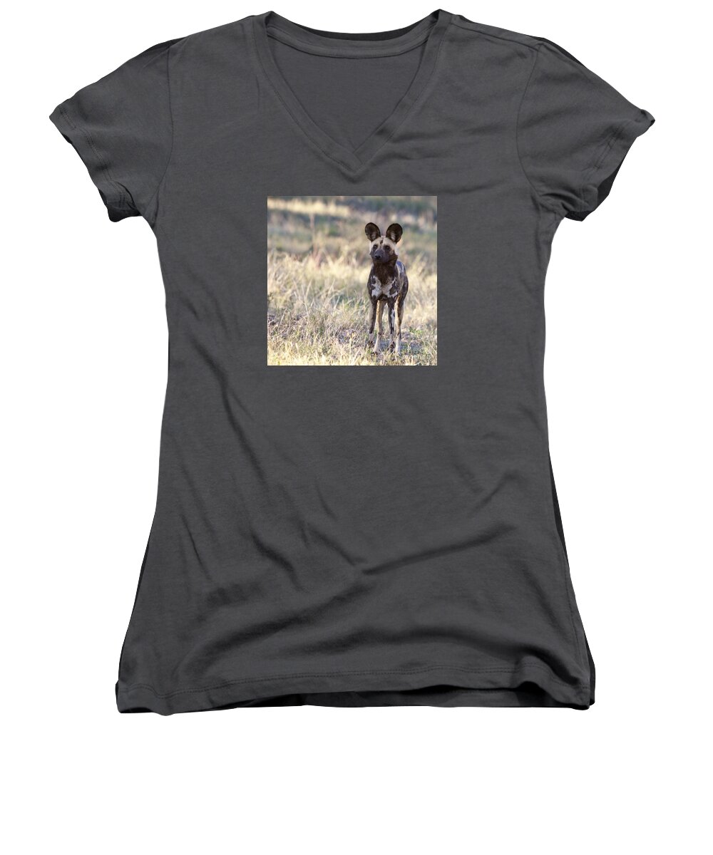 African Wild Dog Women's V-Neck featuring the photograph African Wild Dog Lycaon pictus by Liz Leyden