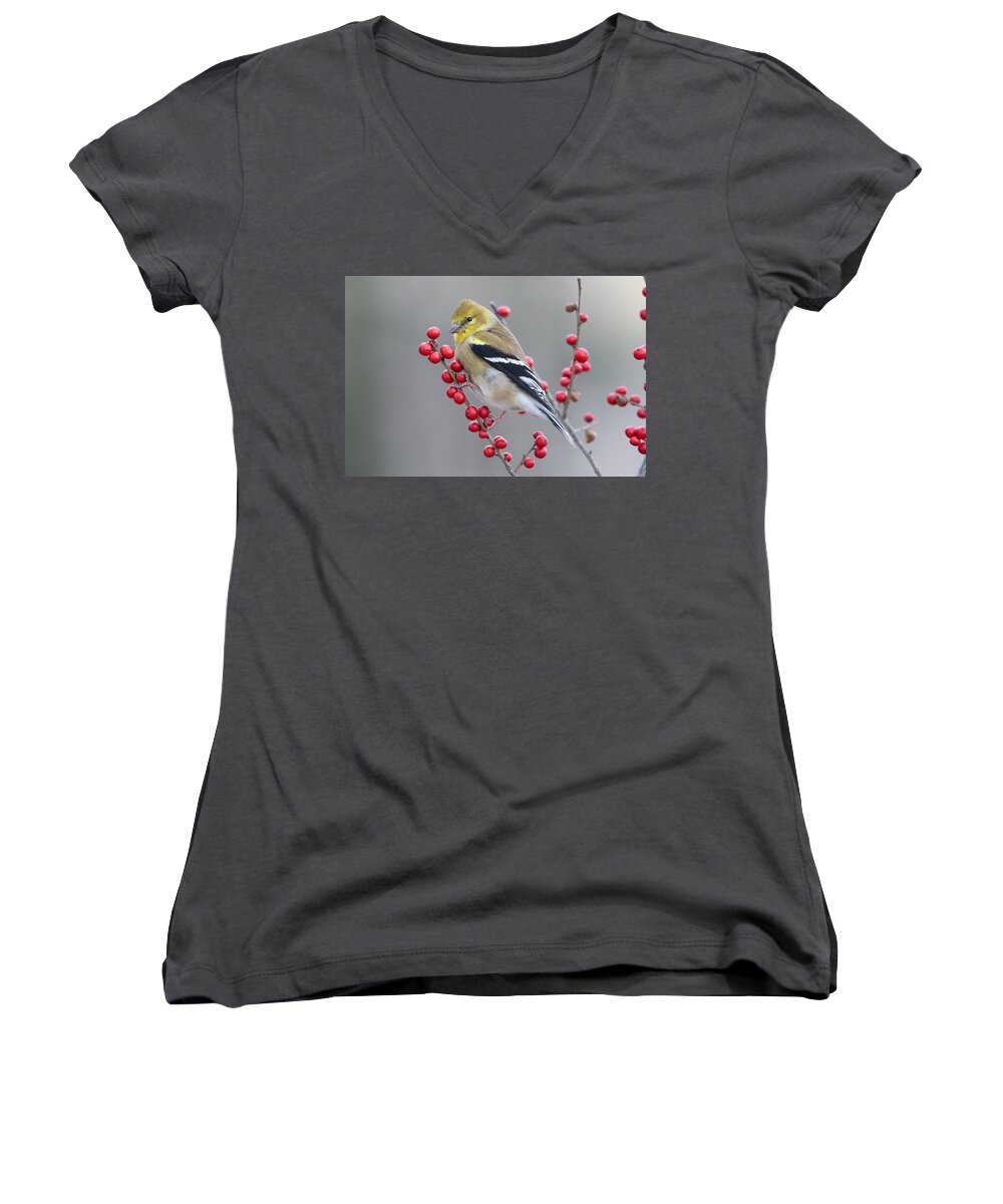 Scott Leslie Women's V-Neck featuring the photograph American Goldfinch In Winter by Scott Leslie