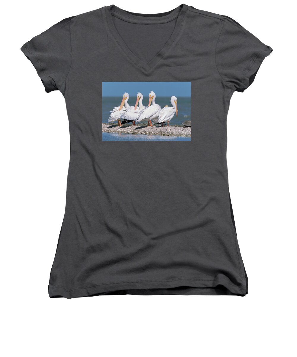 00342820 Women's V-Neck featuring the photograph Four American White Pelicans by Yva Momatiuk and John Eastcott