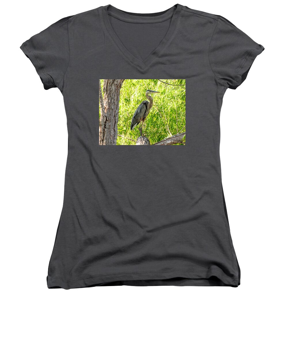 Blue Heron Women's V-Neck featuring the photograph Blue Heron at rest by John Johnson