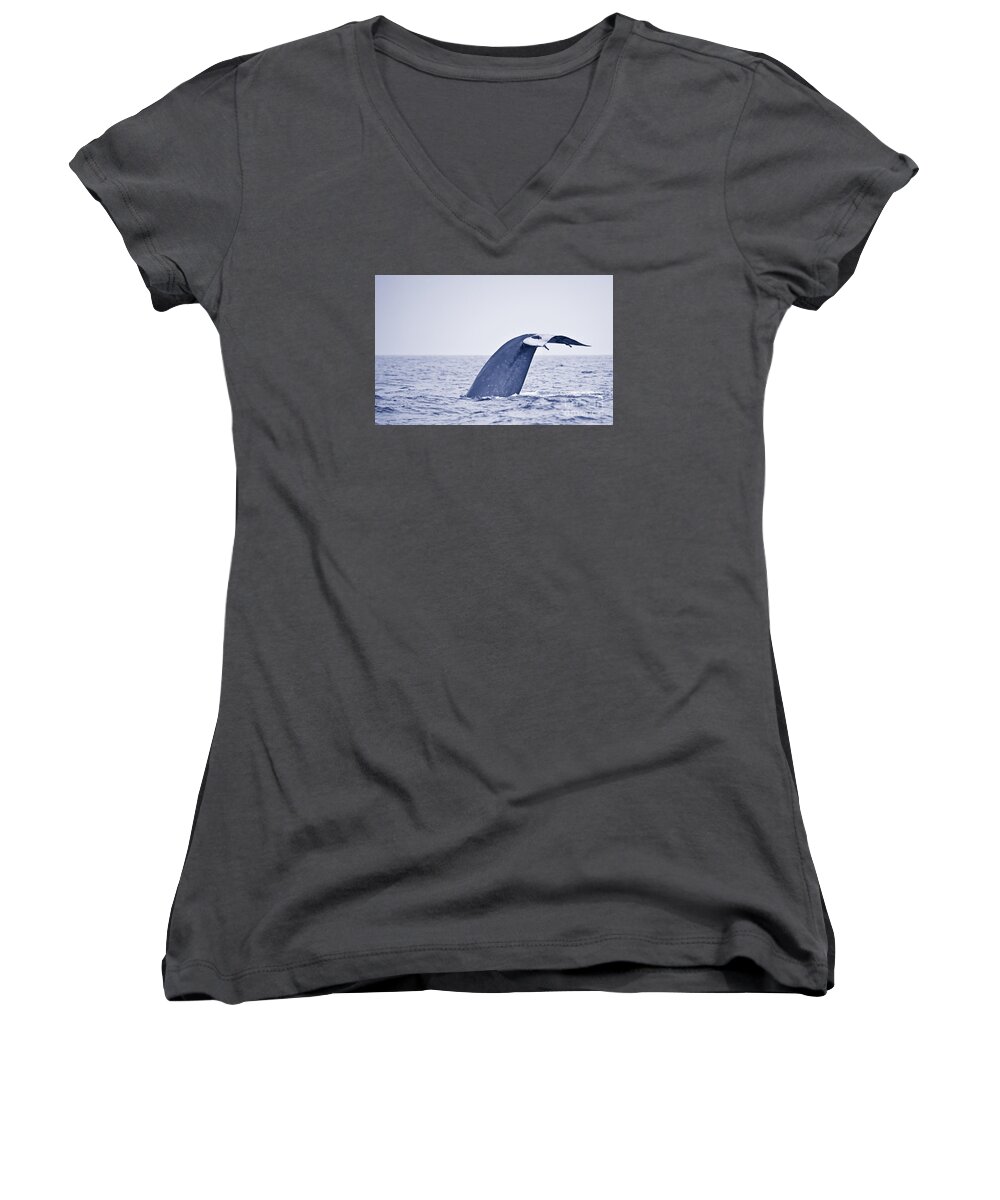 Pygmy Blue Whale Women's V-Neck featuring the photograph Blue Whale tail fluke with Remoras by Liz Leyden
