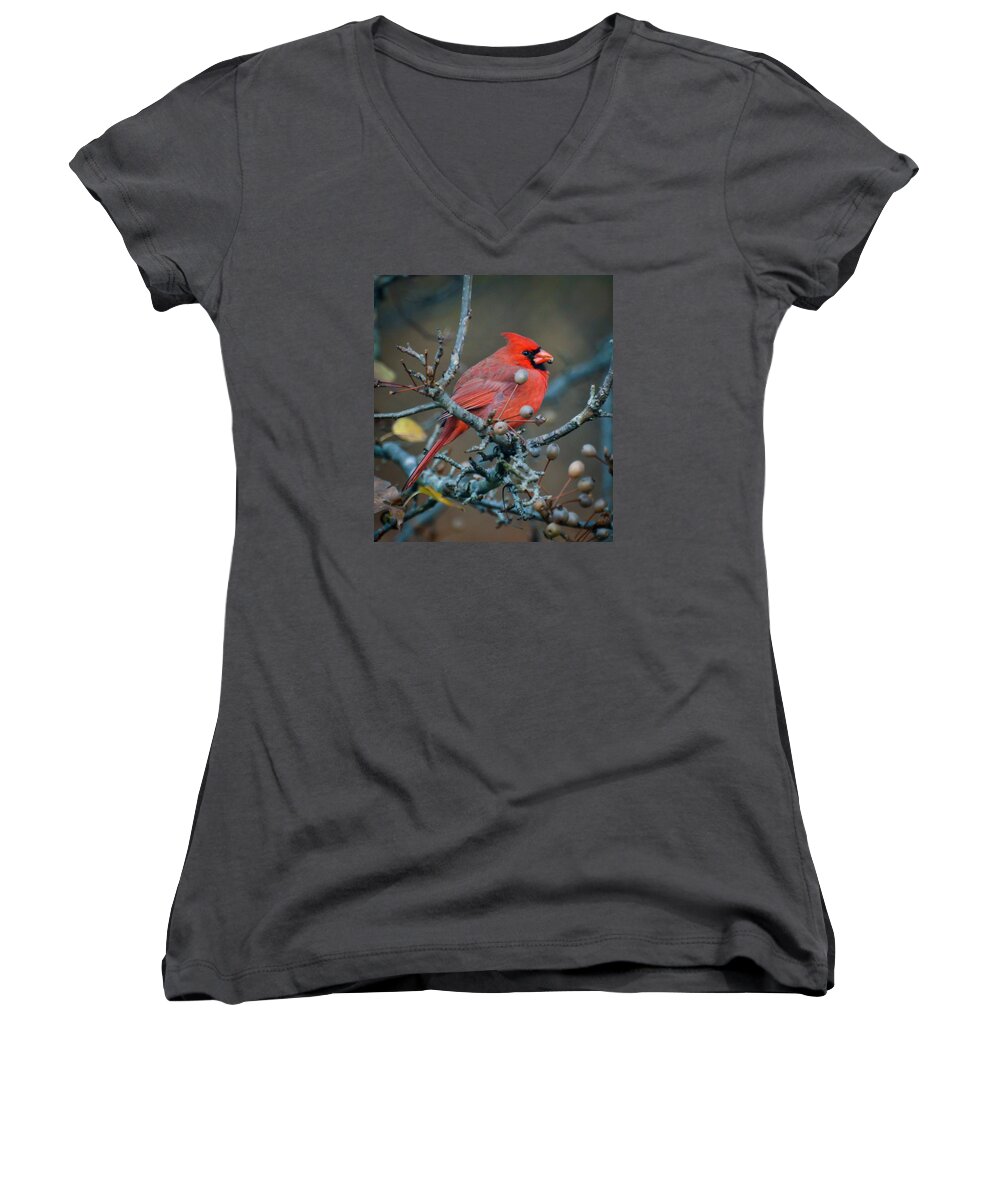 Cardinal Women's V-Neck featuring the photograph Cardinal In The Berries by Kerri Farley