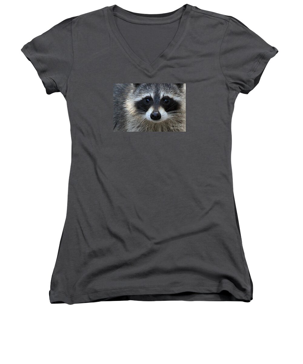 Common Raccoon Women's V-Neck featuring the photograph Common Raccoon by Meg Rousher