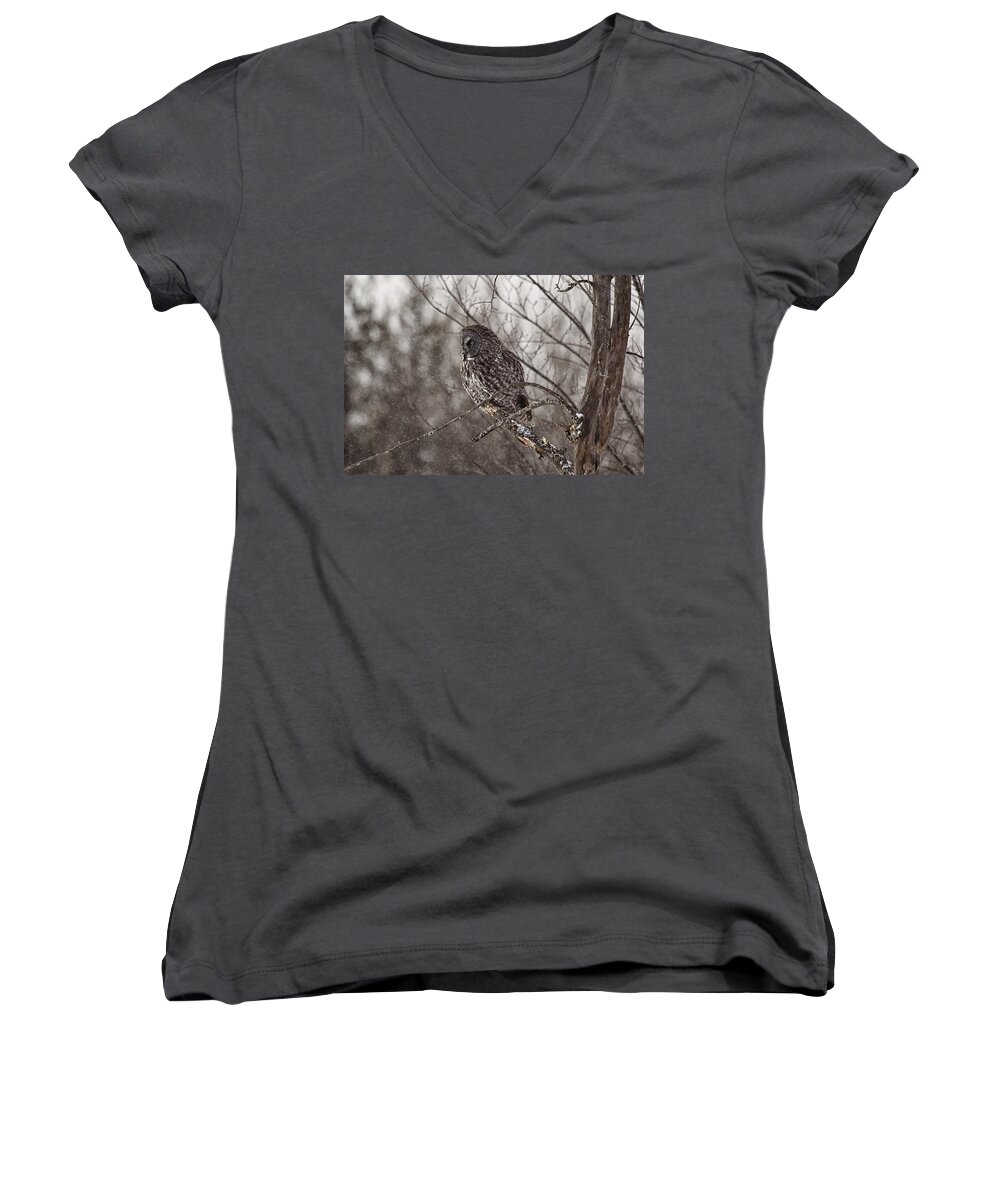 Great Grey Owl Women's V-Neck featuring the photograph Contemplating Winter by Eunice Gibb